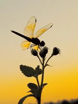 Dragonfly close up on flower tree on sunset rays background Stock Photos