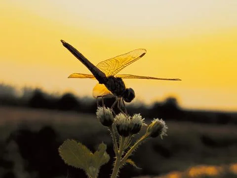 Dragonfly close up on flower tree on sunset rays background Stock Photos