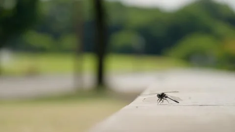 Dragonfly Close Up Flying Away Stock Footage 316939702