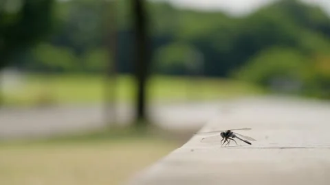 Dragonfly Close Up Flying Away in Slow Motion Stock Footage 316939718