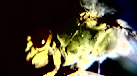 Dragonfly close up 動画素材 1072488