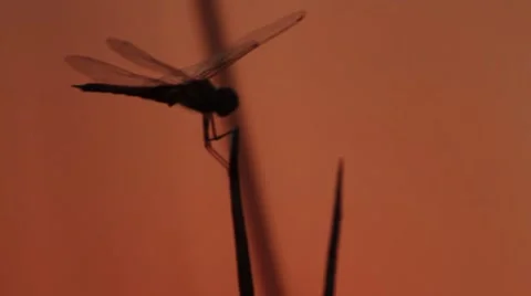 Dragonfly close up Stock-Footage 7749625