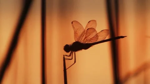 Dragonfly close up Stock Footage 7749639