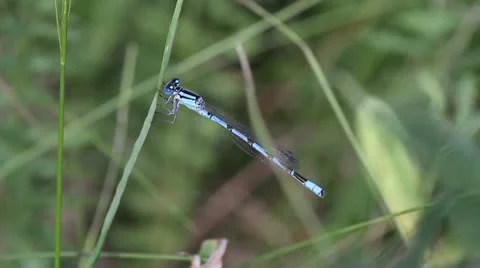 Dragonfly close-up Stock Footage 22324410