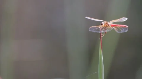 Dragonfly Up Close Stock Footage 51024851
