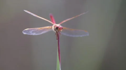 Dragonfly Close Up Stock Footage 51137116