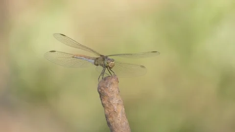 Dragonfly close-up Stock Footage 79042245