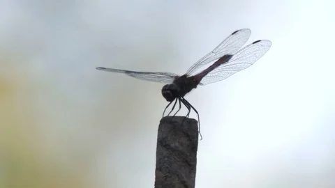 Dragonfly close-up Stock Footage 79042707