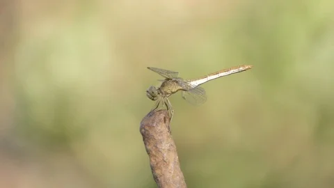 Dragonfly close-up Stock Footage 79043378