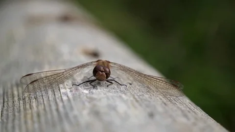 Dragonfly Close Up Video stock 125102108