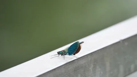 Dragonfly close up Stock Footage 132839482