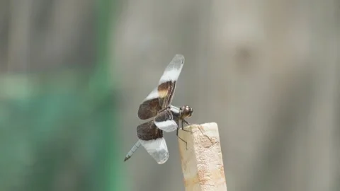 Dragonfly close up Stock Footage 282133864