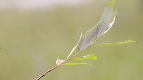 Dragonfly close up of landing on a leaf Stock Footage 65486581