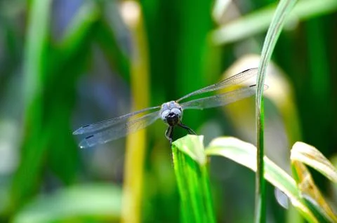 Dragonfly close-up looking at the camera Stock Photos