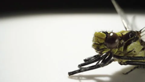Dragonfly close up macro Stock Footage 133801723