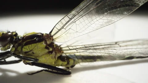 Dragonfly close up macro rotating on white background Stock Footage 133800857