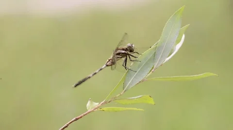 Dragonfly close up movement on a leaf Stock Footage