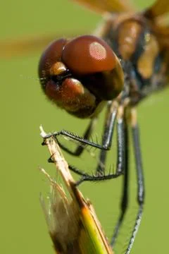 Dragonfly close up Stock Photos