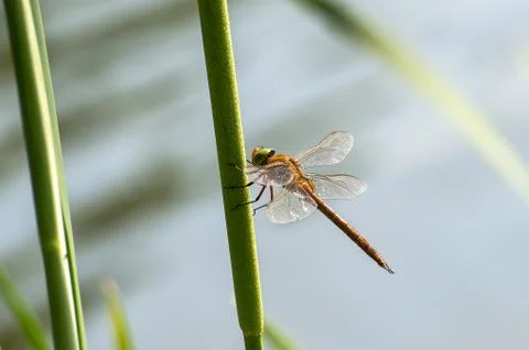 Dragonfly  close up Stock Photos