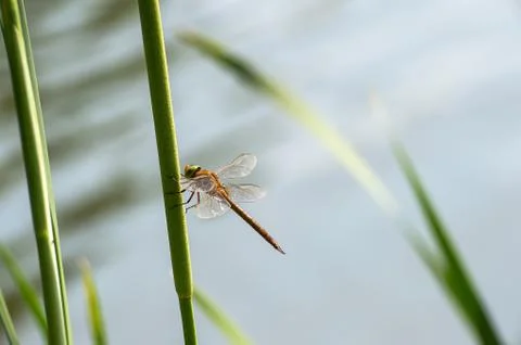 Dragonfly  close up Stock Photos