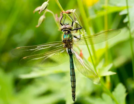 Dragonfly Close Up Stock Photos