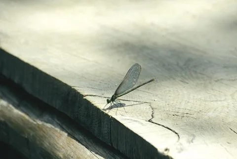 Dragonfly close up Stock Photos