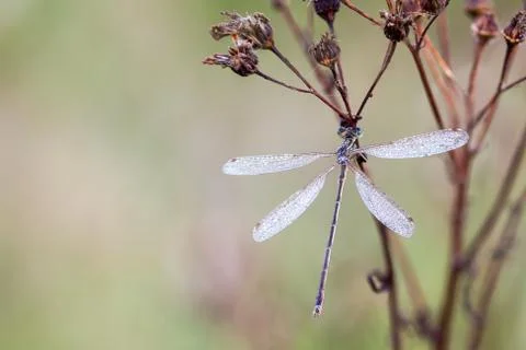 Dragonfly in close up Stock Photos