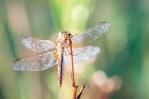 Dragonfly in close up Stock Photos