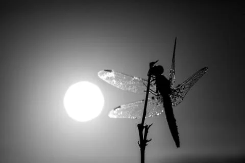 Dragonfly in close up Stock Photos