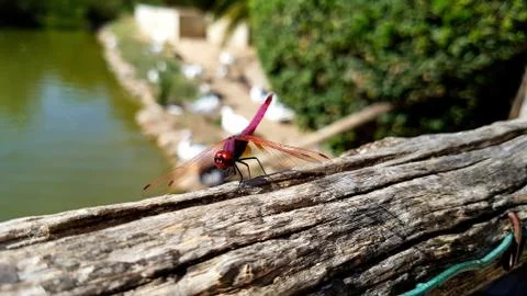 Dragonfly close up Stock Photos