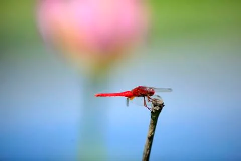 A dragonfly, close-up Stock Photos