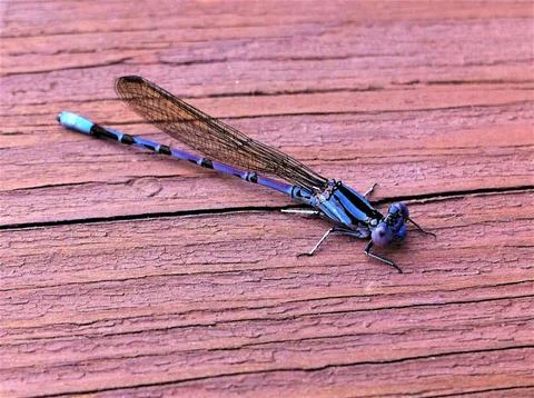 Dragonfly Close Up Stock Photos