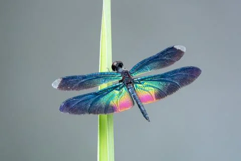 A Dragonfly close-up picture Stock Photos