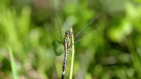 Dragonfly Close up, Racking Focus Green Background Stock Footage 230557808