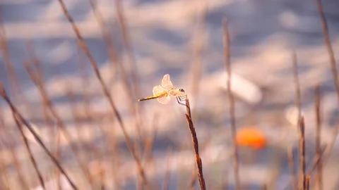 Dragonfly close-up, sitting on the edge of a grass stem, in the rays 库存影片 132636407