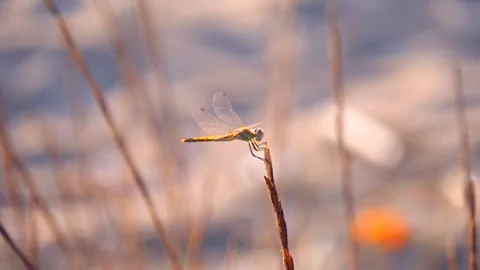 Dragonfly close-up, sitting on the edge of grass stem, in the rays Stock Footage 132636685