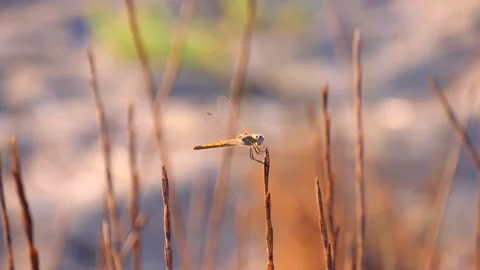 Dragonfly close-up, sitting on edge of stem of grass, in rays of sun and dawn Stock Footage 132637975