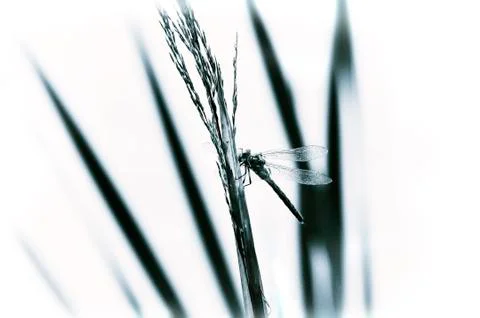 Dragonfly close-up sitting on the grass Stock Photos