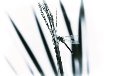 Dragonfly close-up sitting on the grass Stock Photos