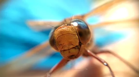 Dragonfly close up in slow motion Stock-Footage 67448493