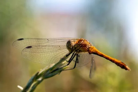 Dragonfly close-up at the tip of the grass Fotos de archivo