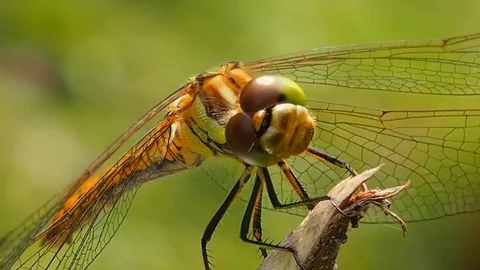 Dragonfly close on twig. Stock Footage 78984614