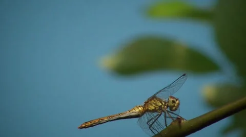 Dragonfly Closeup 2 Stock Footage 7759874