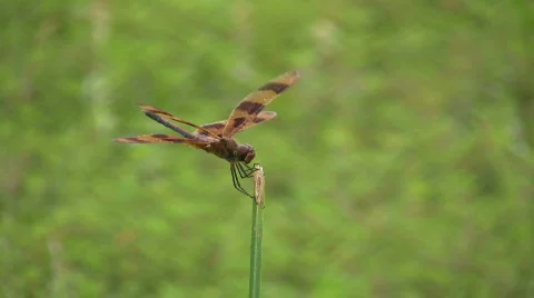 Dragonfly closeup Video stock 482264