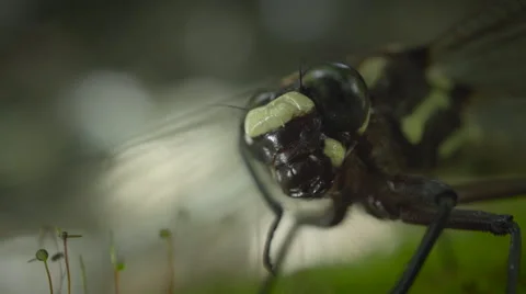 Dragonfly closeup. Stock Footage 49812090