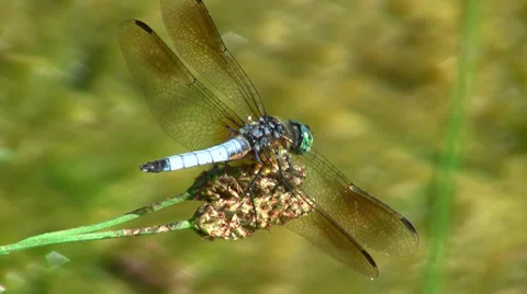 Dragonfly Closeup HD.MTS Stock Footage 25948706