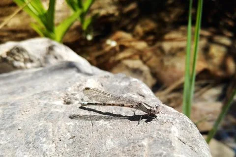 Dragonfly closeup 库存照片