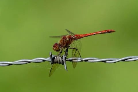 Dragonfly closeup Stock Photos