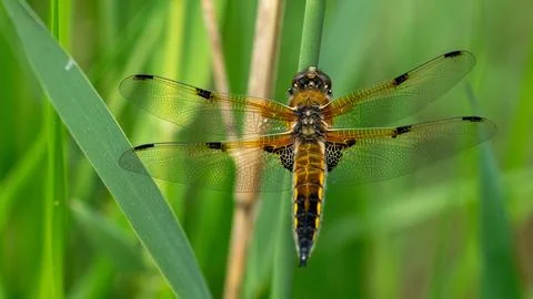 Dragonfly closeup Stock-Fotos