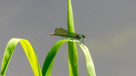 Dragonfly closeup Foto stock
